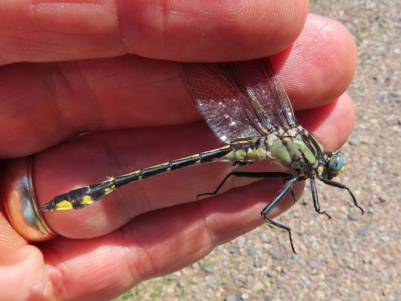 Photo of Midland Clubtail