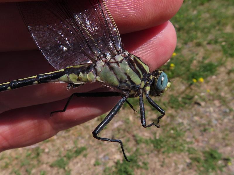 Photo of Midland Clubtail