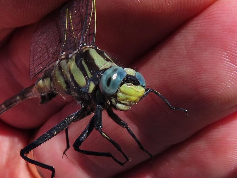 Photo of Midland Clubtail