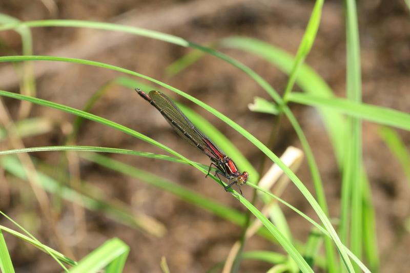 Photo of American Rubyspot