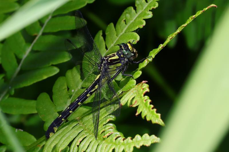 Photo of Mustached Clubtail