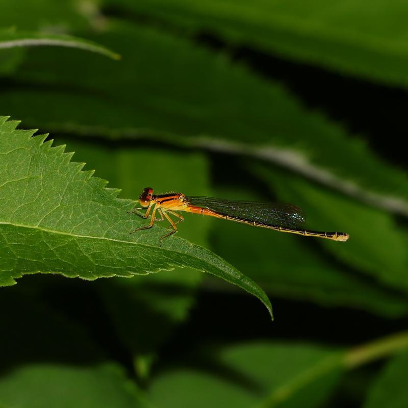 Photo of Eastern Forktail