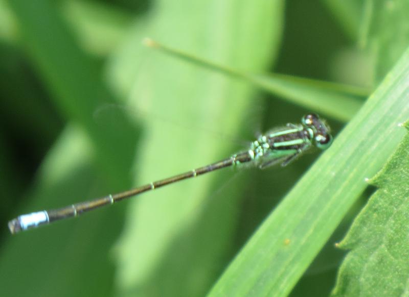 Photo of Eastern Forktail