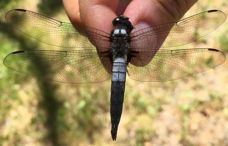 Photo of Chalk-fronted Corporal