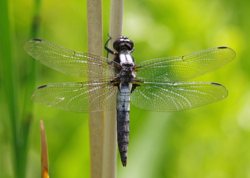 Photo of Chalk-fronted Corporal