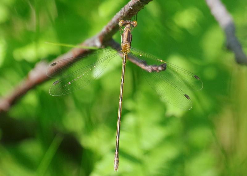 Photo of Slender Spreadwing