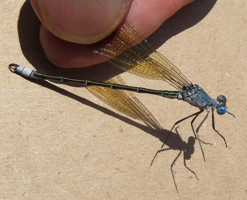 Photo of Amber-winged Spreadwing