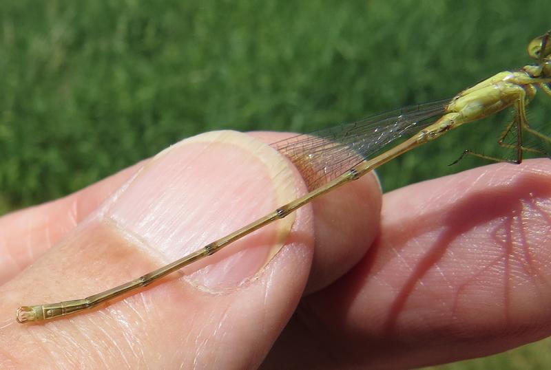 Photo of Slender Spreadwing