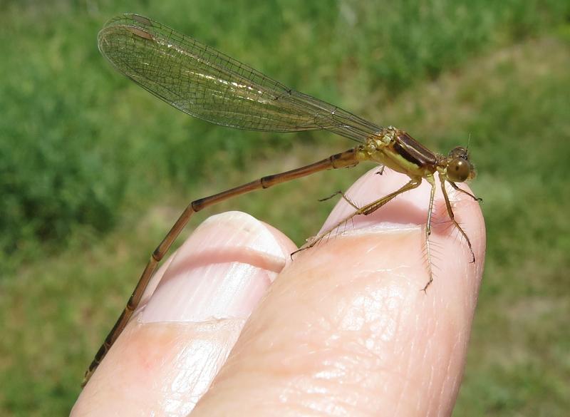 Photo of Slender Spreadwing