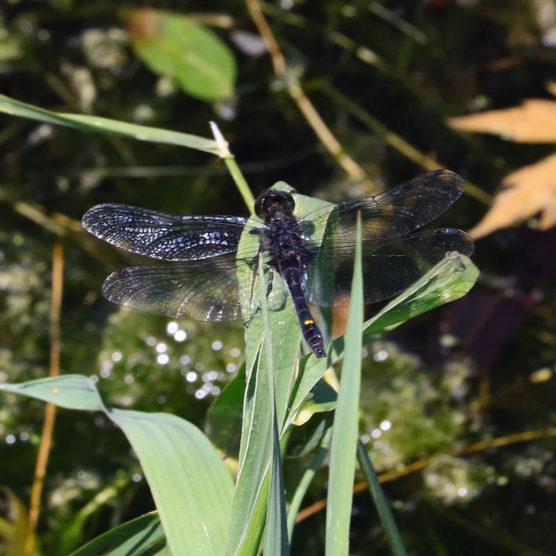 Photo of Dot-tailed Whiteface