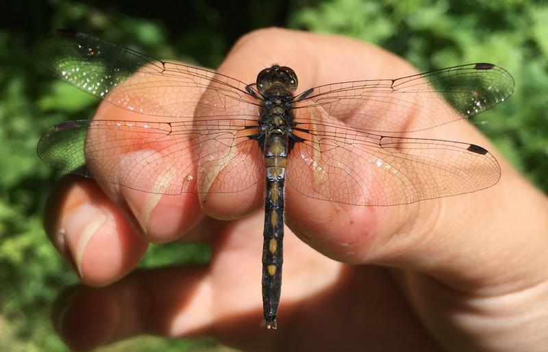 Photo of Belted Whiteface