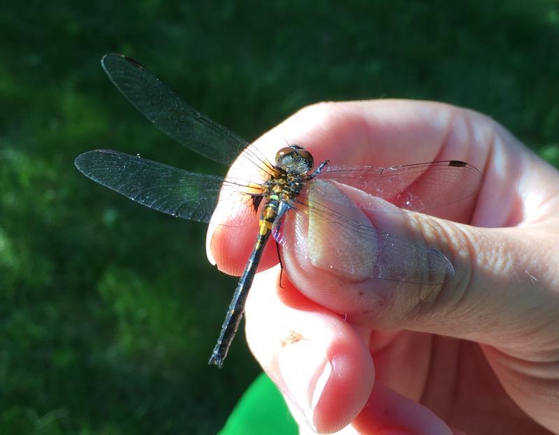 Photo of Crimson-ringed Whiteface