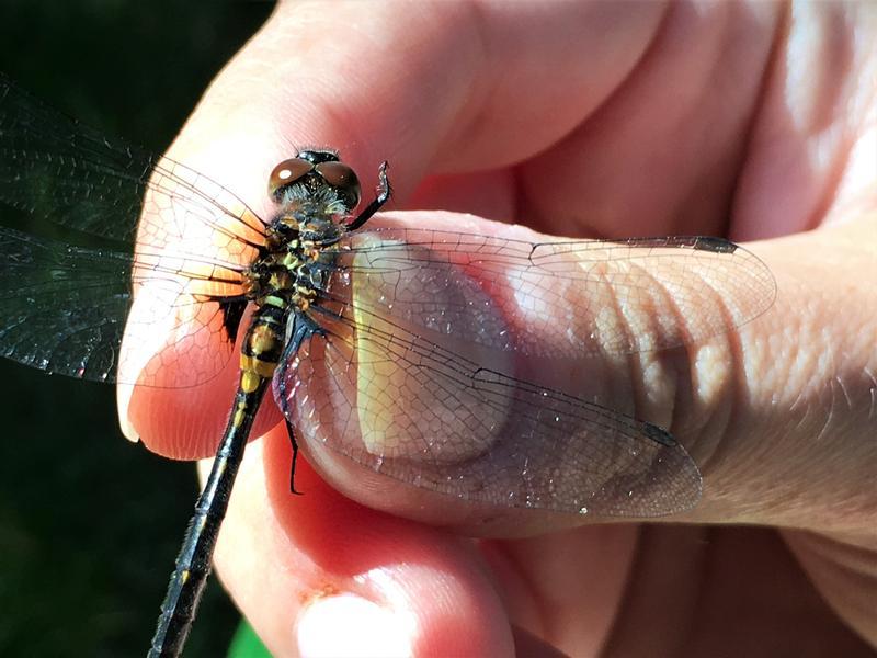 Photo of Crimson-ringed Whiteface