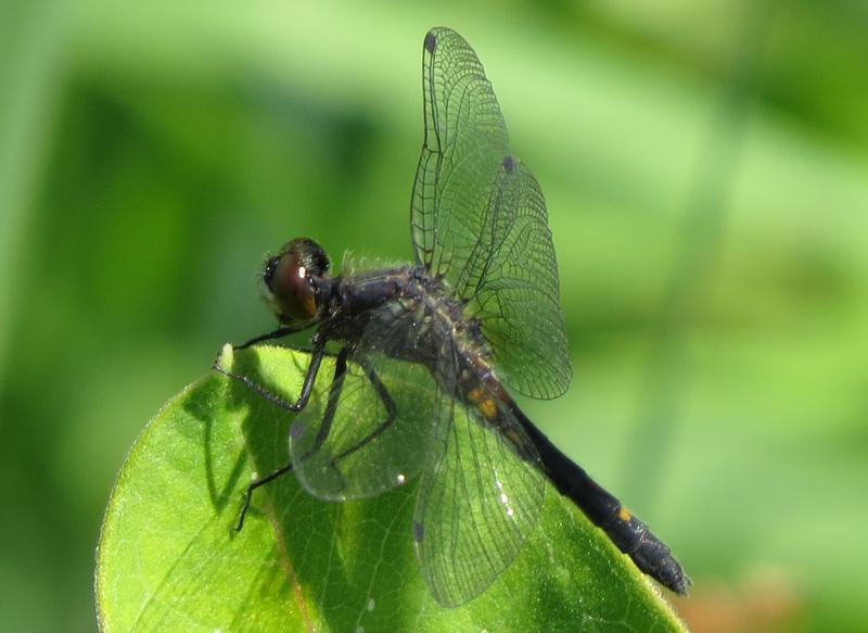 Photo of Dot-tailed Whiteface