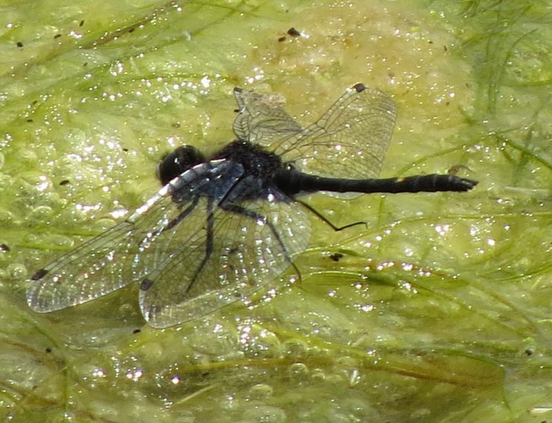 Photo of Dot-tailed Whiteface