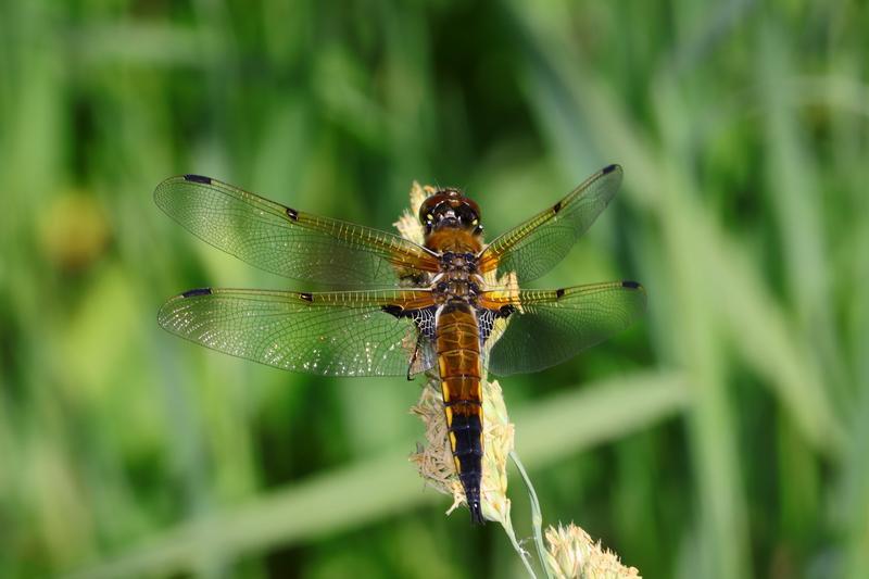 Photo of Four-spotted Skimmer