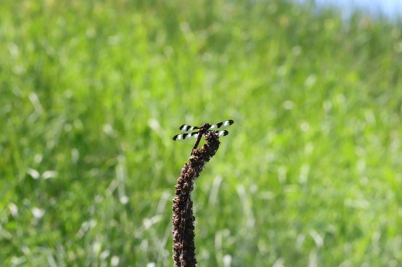 Photo of Twelve-spotted Skimmer