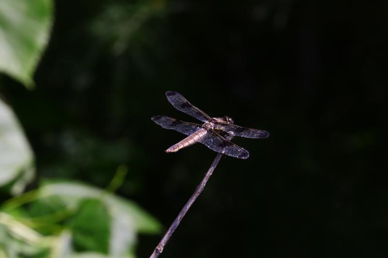 Photo of Twelve-spotted Skimmer