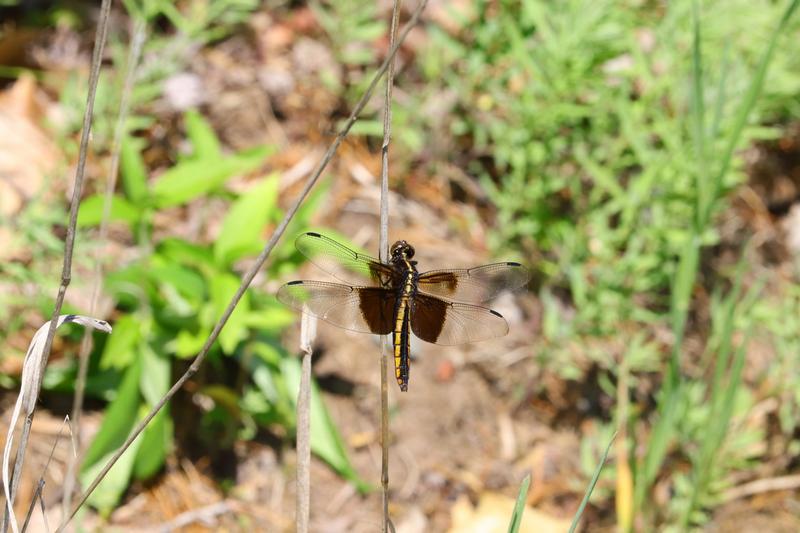 Photo of Widow Skimmer