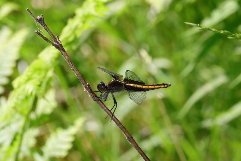 Photo of Widow Skimmer