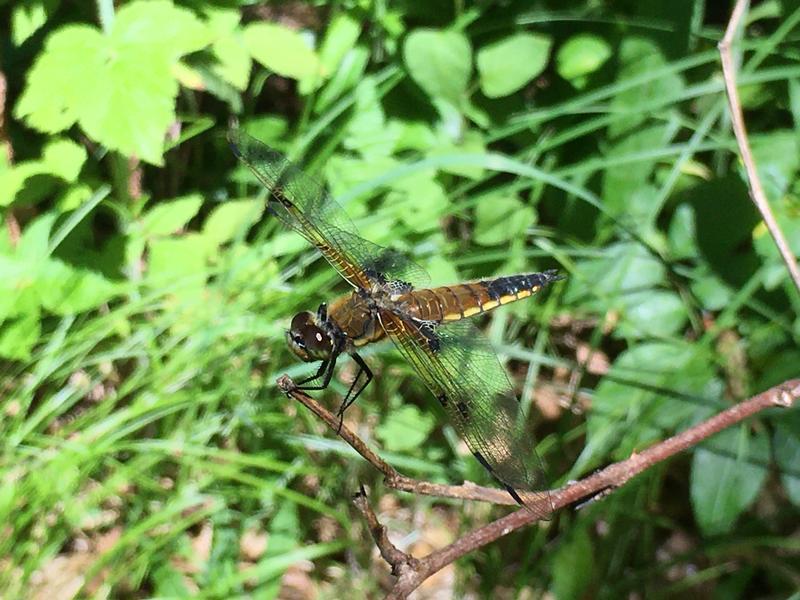 Photo of Four-spotted Skimmer