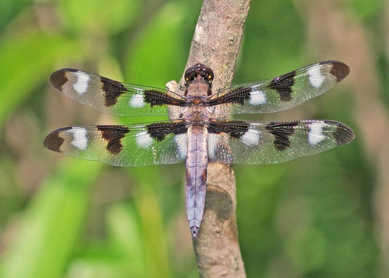 Photo of Twelve-spotted Skimmer