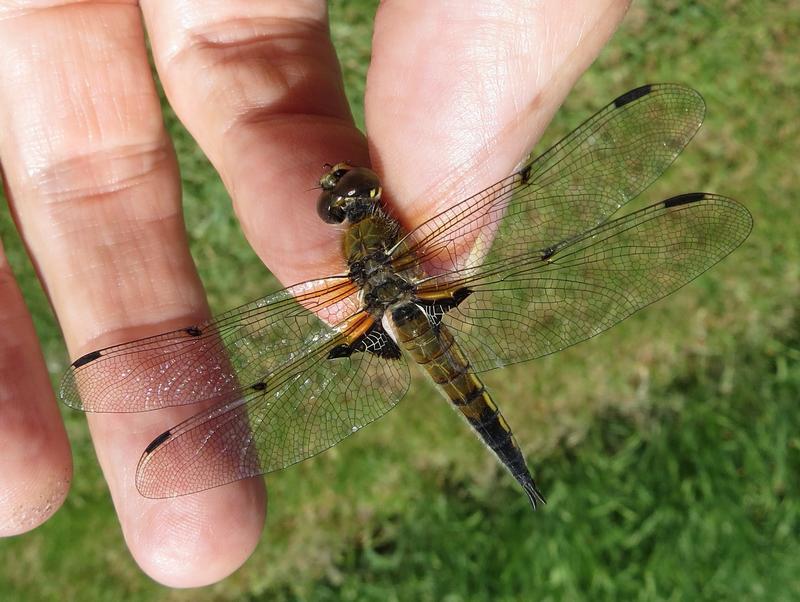 Photo of Four-spotted Skimmer