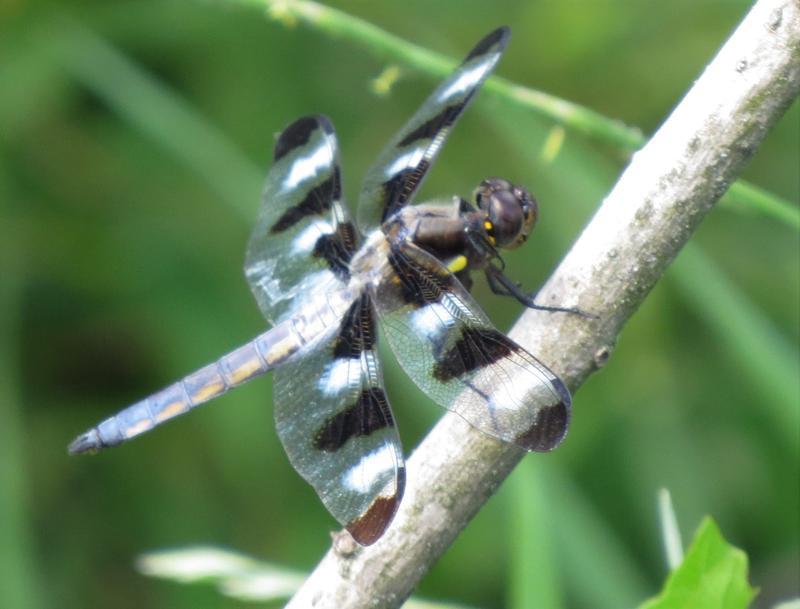 Photo of Twelve-spotted Skimmer