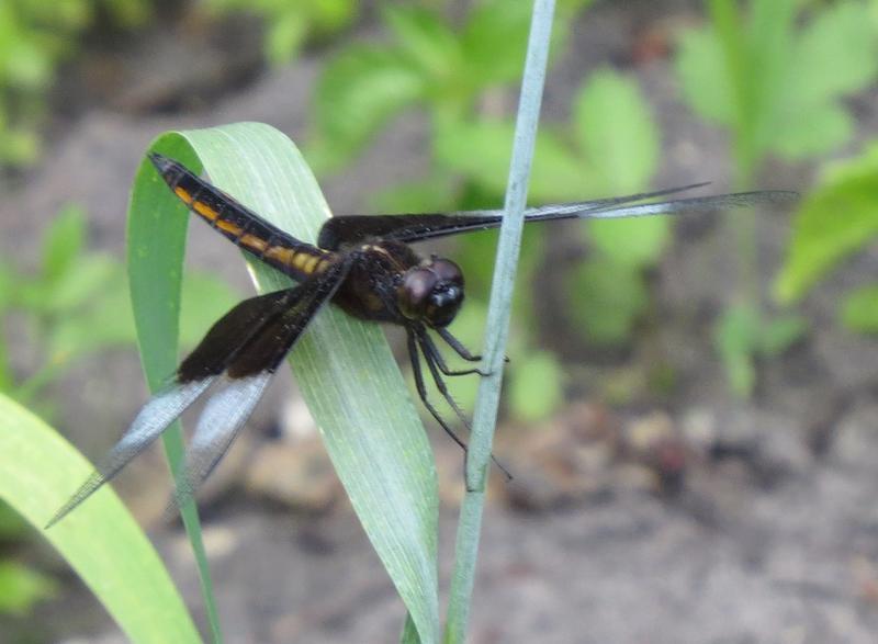 Photo of Widow Skimmer