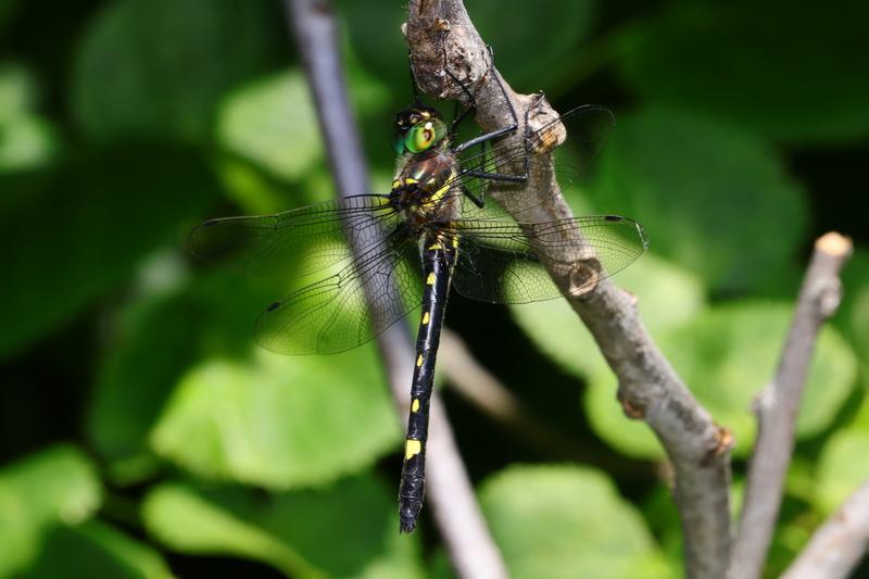 Photo of Swift River Cruiser (Illinois River Cruiser ssp.)