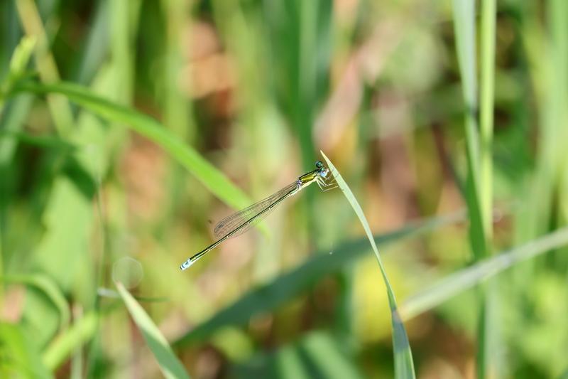 Photo of Sedge Sprite