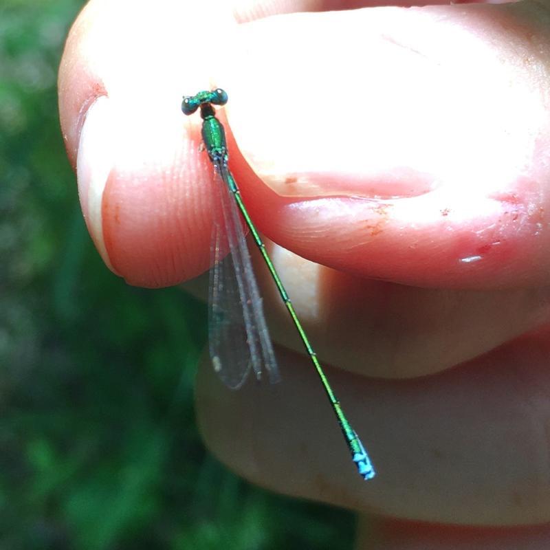 Photo of Sedge Sprite