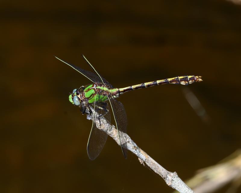 Photo of Sioux Snaketail