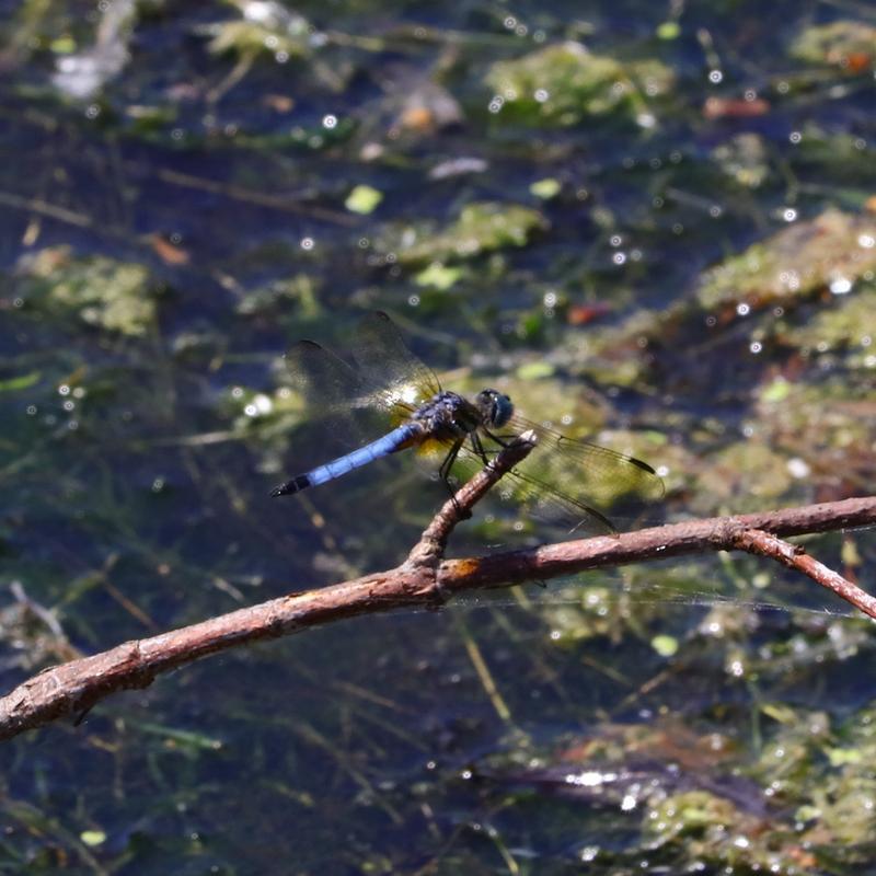 Photo of Blue Dasher