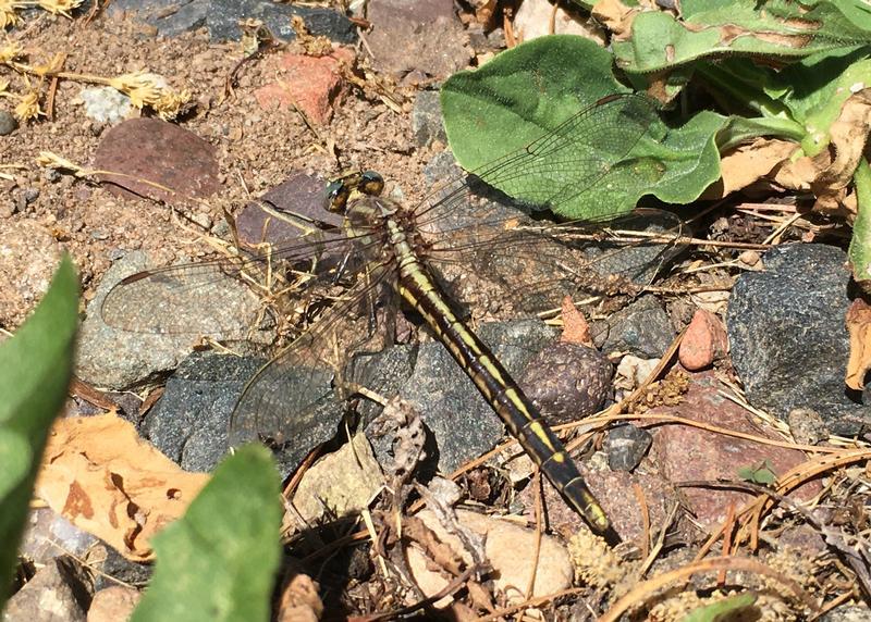 Photo of Dusky Clubtail