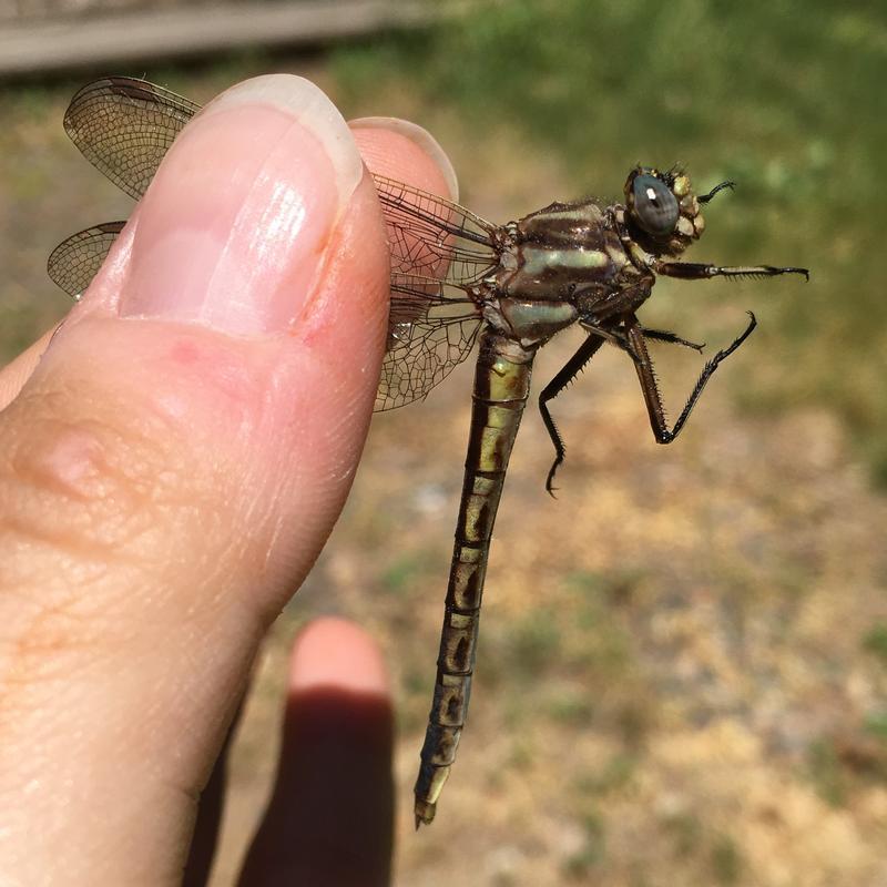 Photo of Dusky Clubtail