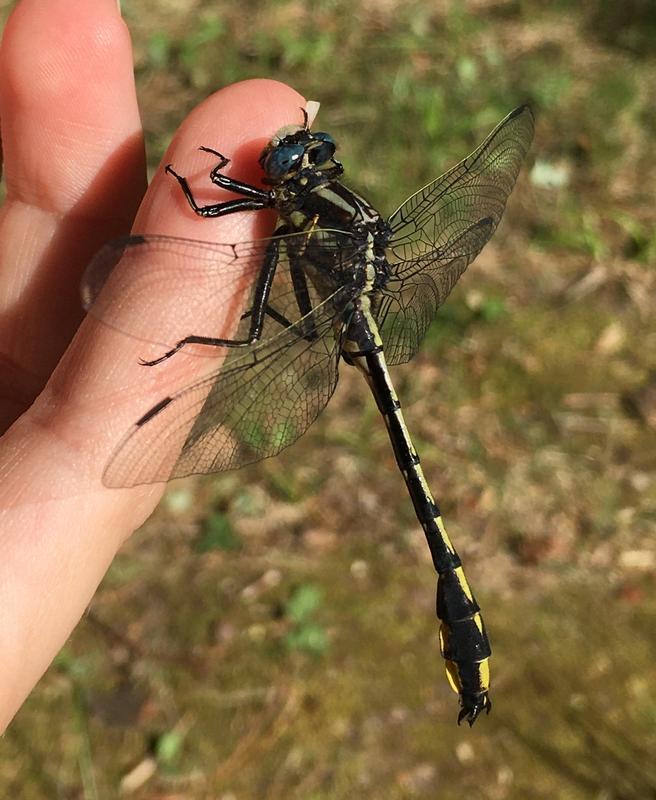 Photo of Pronghorn Clubtail