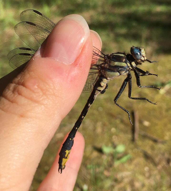 Photo of Pronghorn Clubtail