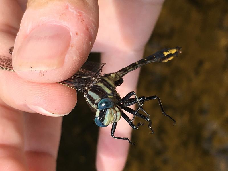 Photo of Pronghorn Clubtail