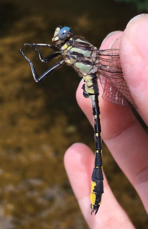 Photo of Pronghorn Clubtail