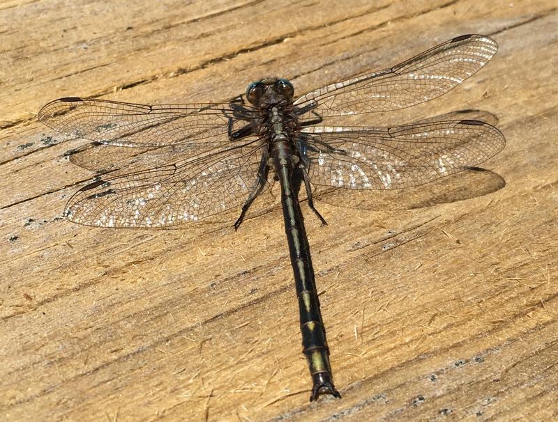 Photo of Dusky Clubtail