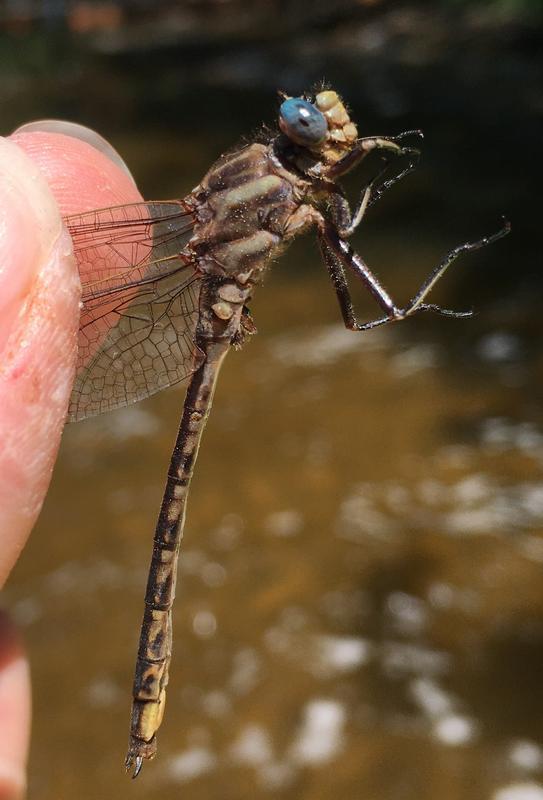 Photo of Dusky Clubtail