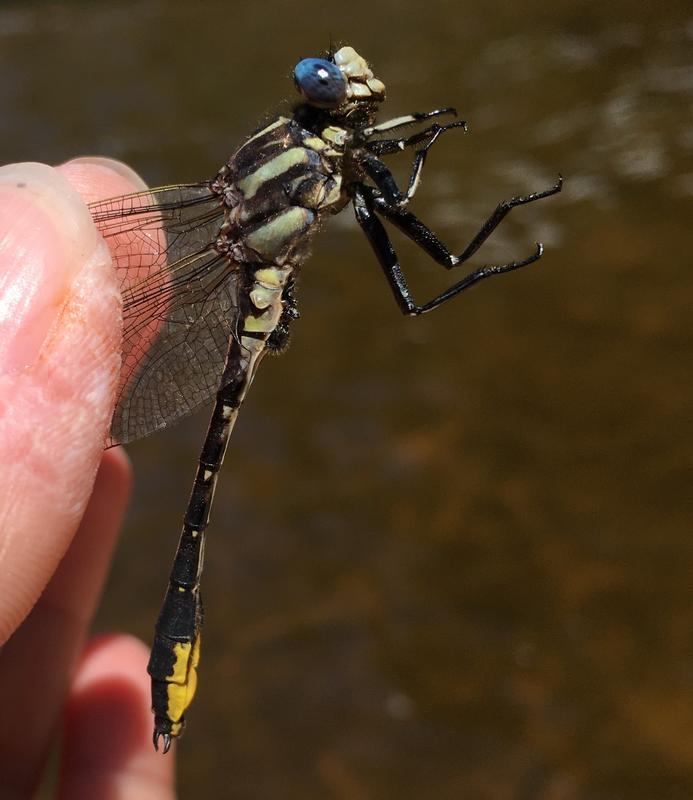 Photo of Pronghorn Clubtail