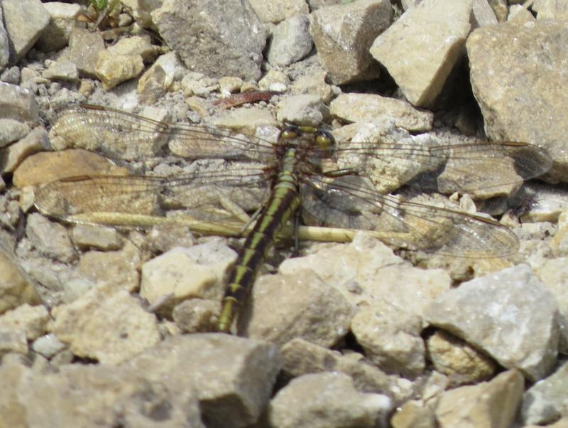 Photo of Dusky Clubtail