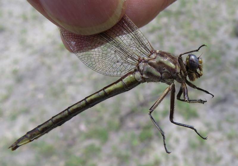 Photo of Dusky Clubtail