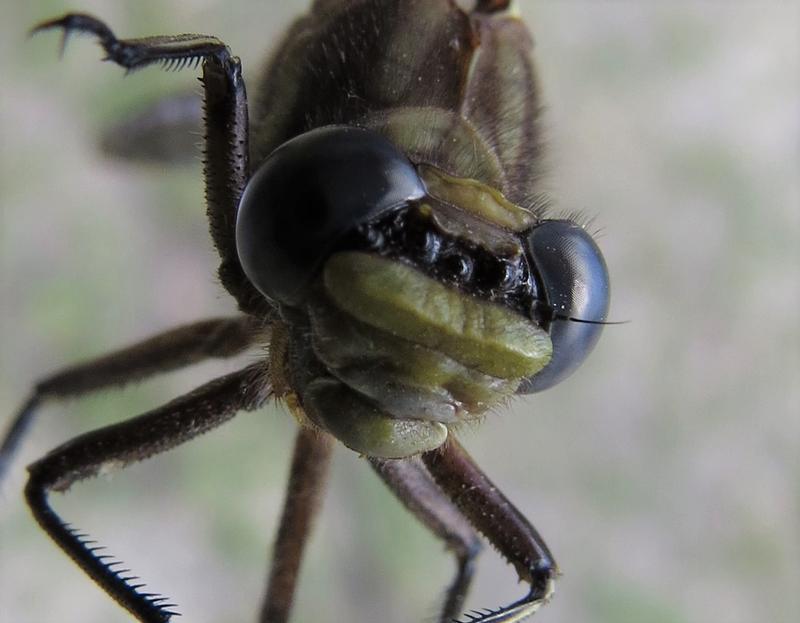 Photo of Dusky Clubtail