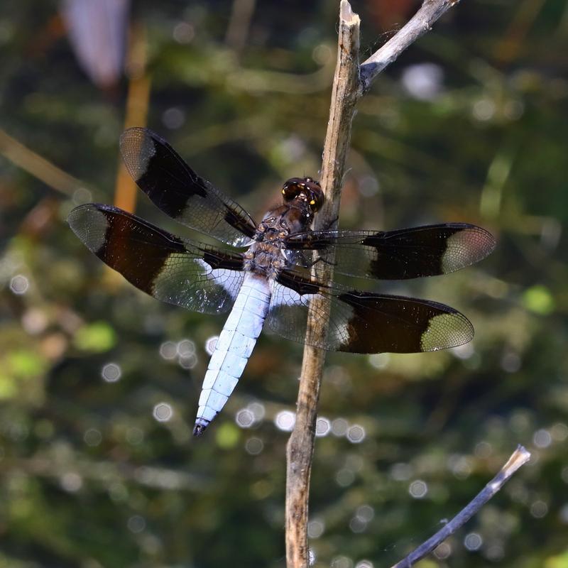 Photo of Common Whitetail