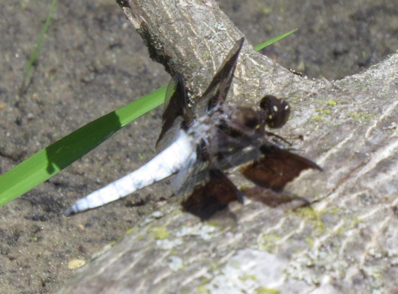 Photo of Common Whitetail