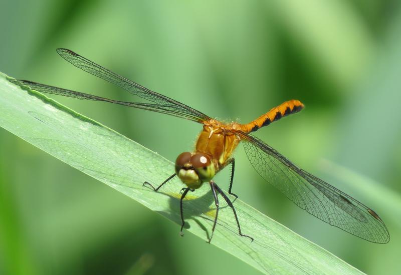 Photo of White-faced Meadowhawk