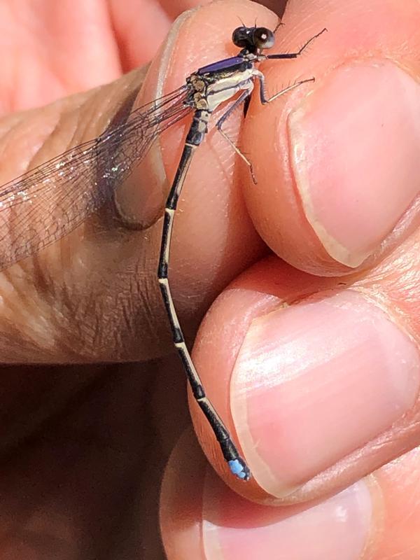 Photo of Blue-tipped Dancer